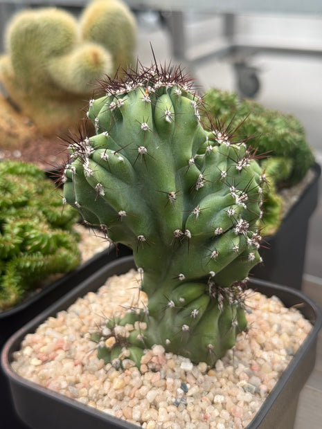 Cereus ‘Coral’ f. cristata