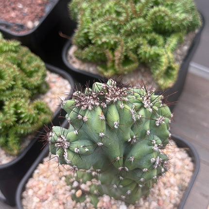Cereus ‘Coral’ f. cristata
