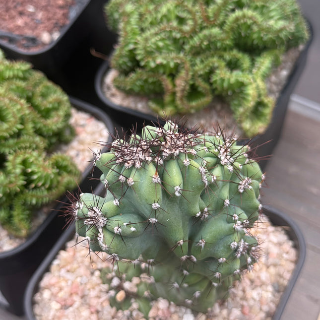 Cereus ‘Coral’ f. cristata