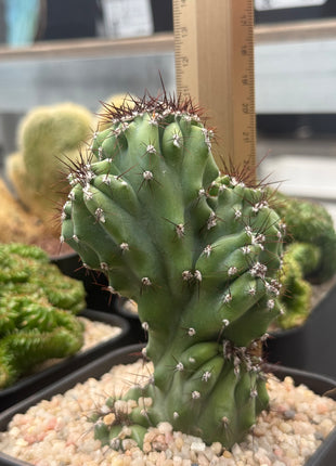 Cereus ‘Coral’ f. cristata