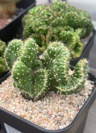 Austrocylindropuntia subulata f. cristata