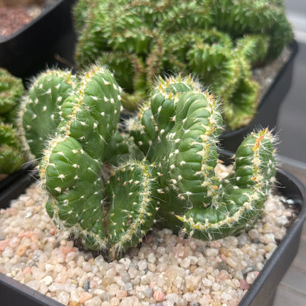 Austrocylindropuntia subulata f. cristata