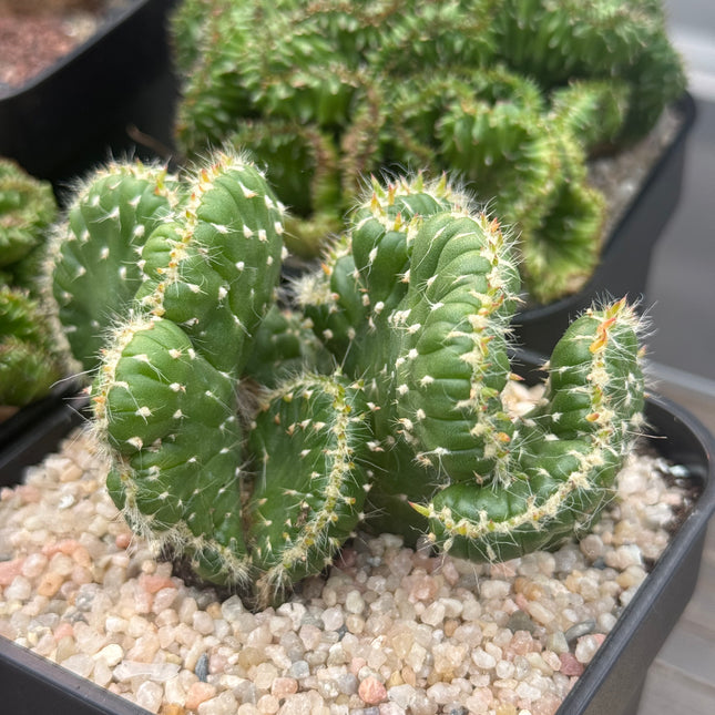 Austrocylindropuntia subulata f. cristata