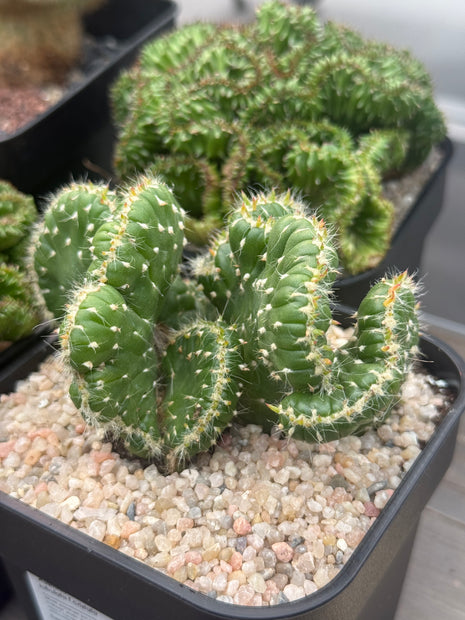 Austrocylindropuntia subulata f. cristata