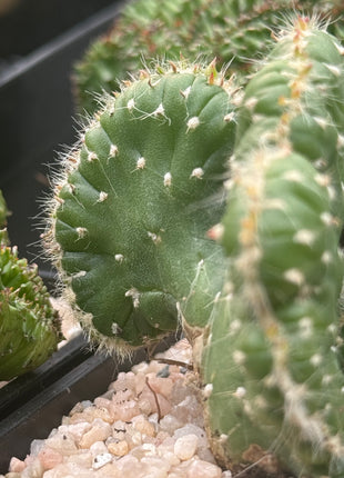 Austrocylindropuntia subulata f. cristata