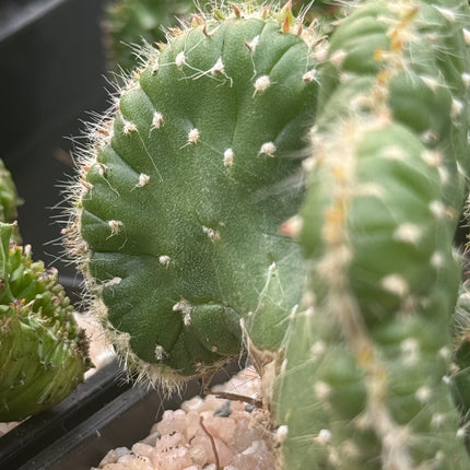Austrocylindropuntia subulata f. cristata