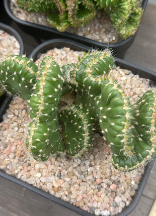 Austrocylindropuntia subulata f. cristata