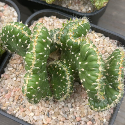 Austrocylindropuntia subulata f. cristata