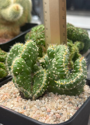 Austrocylindropuntia subulata f. cristata