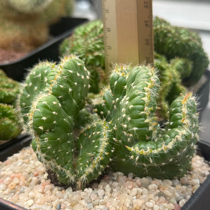Austrocylindropuntia subulata f. cristata