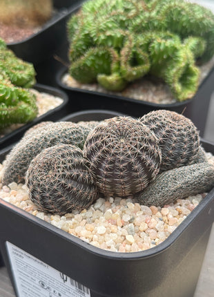 Lobivia haematantha f. cristata