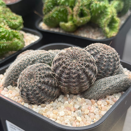 Lobivia haematantha f. cristata