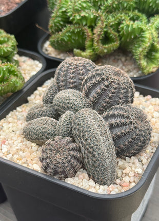 Lobivia haematantha f. cristata