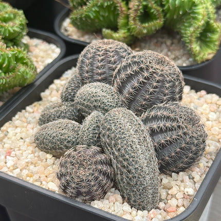 Lobivia haematantha f. cristata