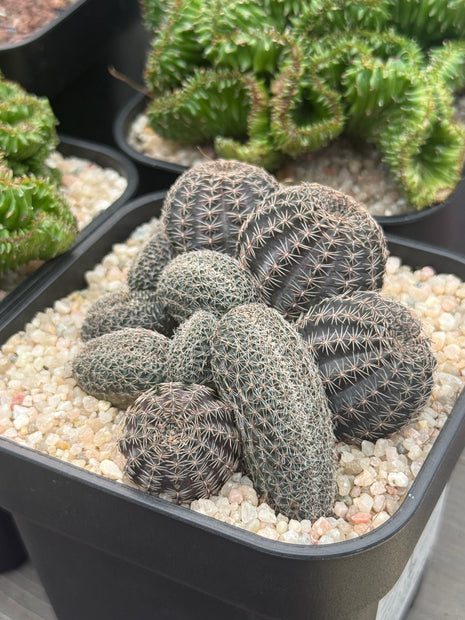 Lobivia haematantha f. cristata