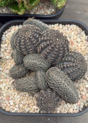 Lobivia haematantha f. cristata