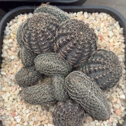 Lobivia haematantha f. cristata