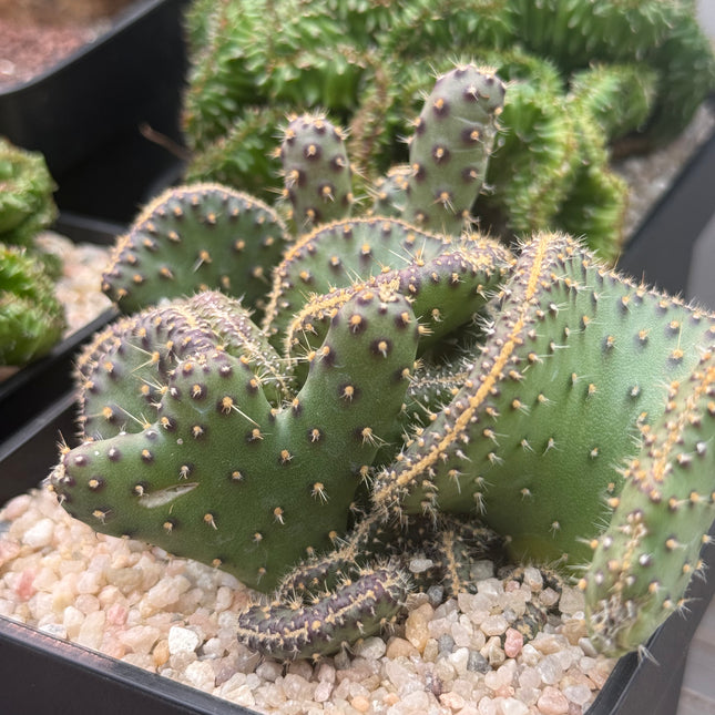 Opuntia tuna f. cristata