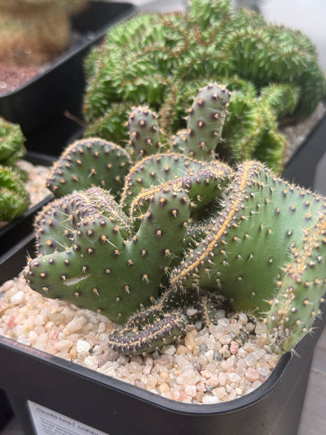 Opuntia tuna f. cristata