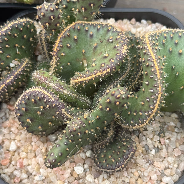 Opuntia tuna f. cristata