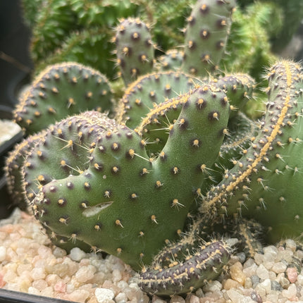 Opuntia tuna f. cristata