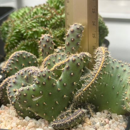 Opuntia tuna f. cristata