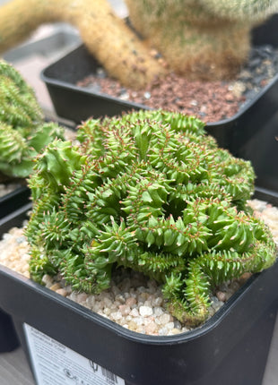 Euphorbia enopla f. monstruosa 'Coral'