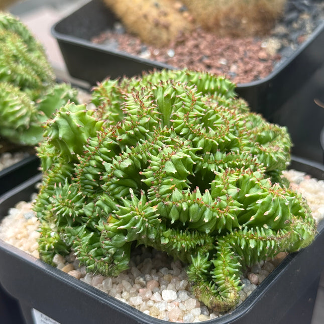 Euphorbia enopla f. monstruosa ‘Coral’