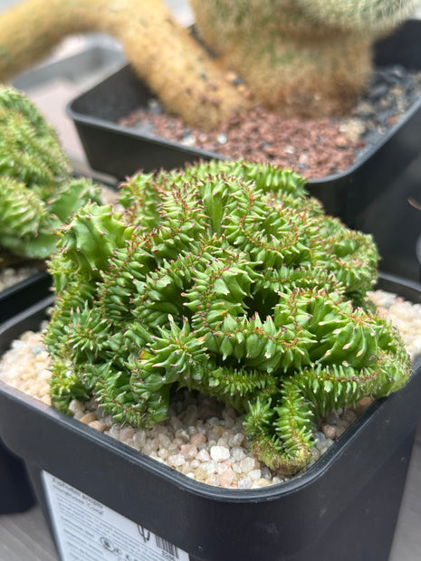 Euphorbia enopla f. cristata ‘Coral’