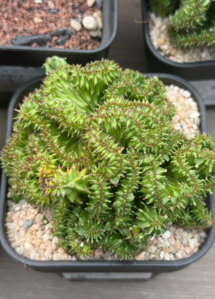 Euphorbia enopla f. monstruosa 'Coral'