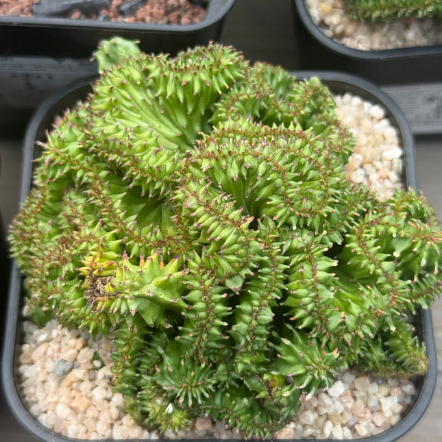 Euphorbia enopla f. monstruosa ‘Coral’