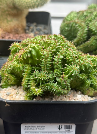 Euphorbia enopla f. monstruosa 'Coral'