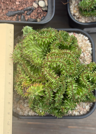 Euphorbia enopla f. monstruosa 'Coral'