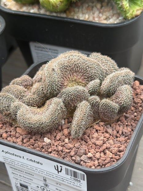 Aylostera f. cristata