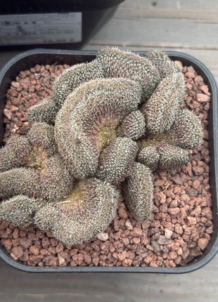 Aylostera f. cristata