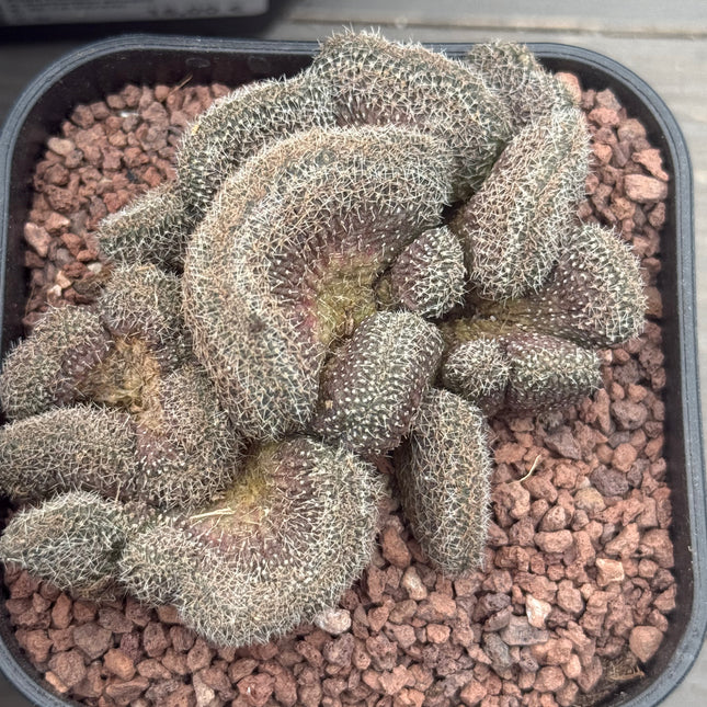 Aylostera f. cristata