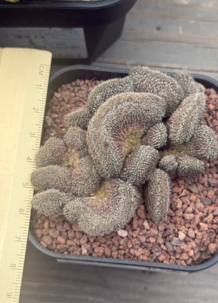 Aylostera f. cristata