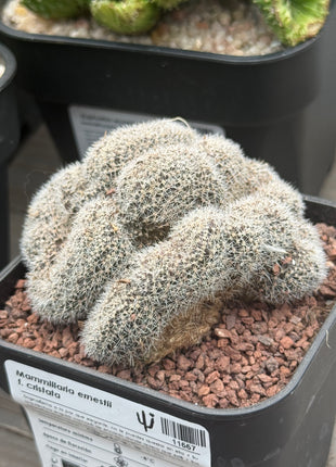 Mammillaria ernestii f. cristata