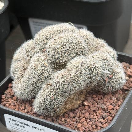 Mammillaria ernestii f. cristata