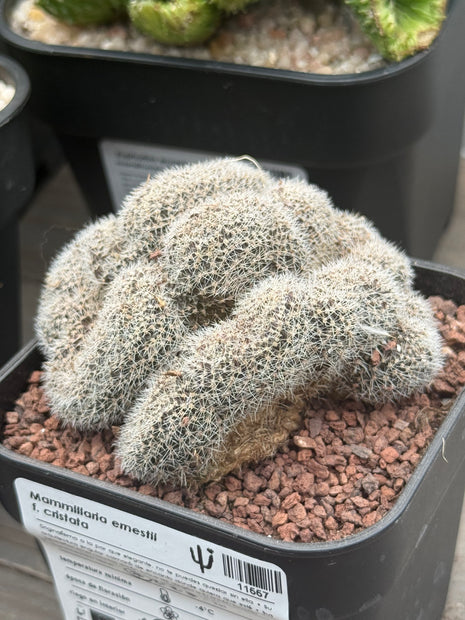 Mammillaria ernestii f. cristata
