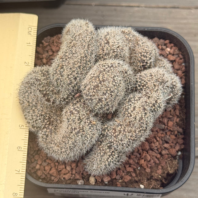 Mammillaria ernestii f. cristata