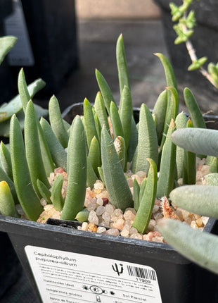 Cephalophyllum purpurea-album