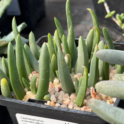 Cephalophyllum purpurea-album