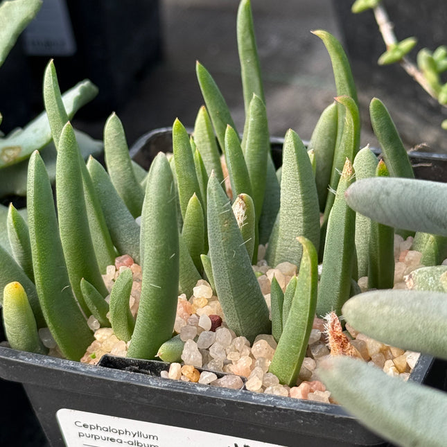 Cephalophyllum purpurea-album