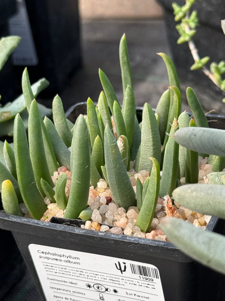 Cephalophyllum purpurea-album