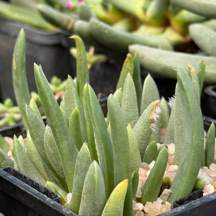 Cephalophyllum purpurea-album