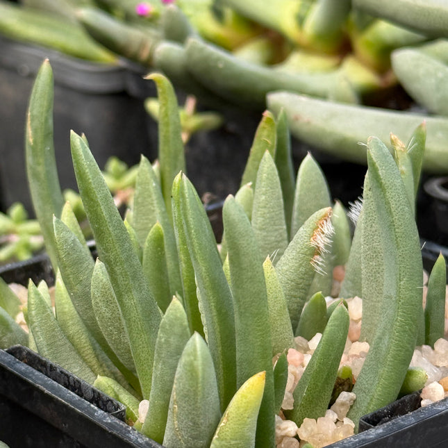 Cephalophyllum purpurea-album