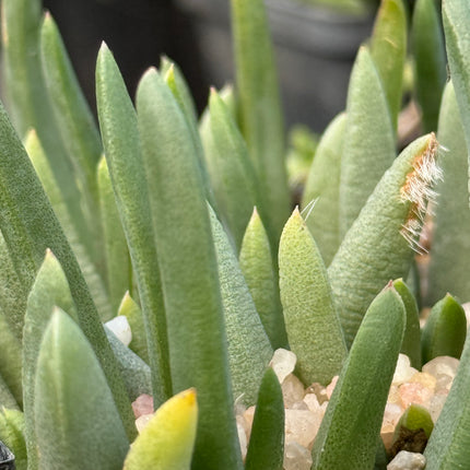 Cephalophyllum purpurea-album