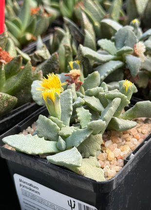 Stomatium pyrodorum