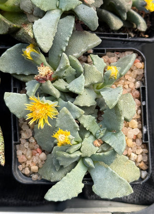 Stomatium pyrodorum